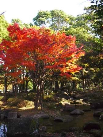 momiji4